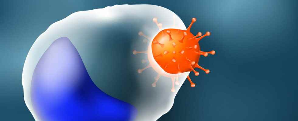 Phagocytosis role stages pattern what is it