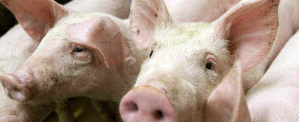 Pork conference returning to Ridgetown Feb 22