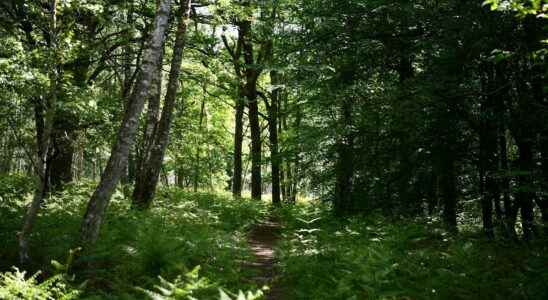 Recreating a primary forest in France sweet dream or necessity