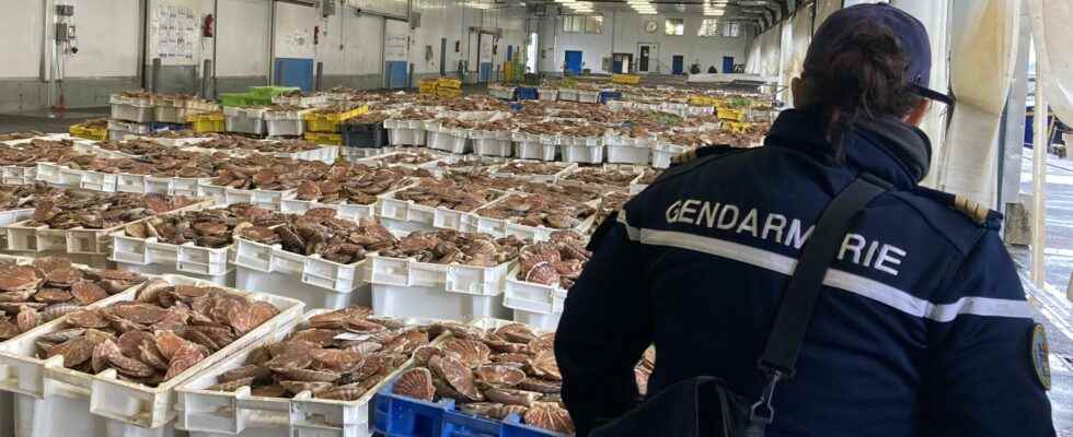 Scallops oysters salmon With the gendarmes who track down illegal