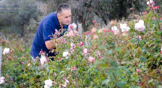 The Nobel Rose – an Italian experiment