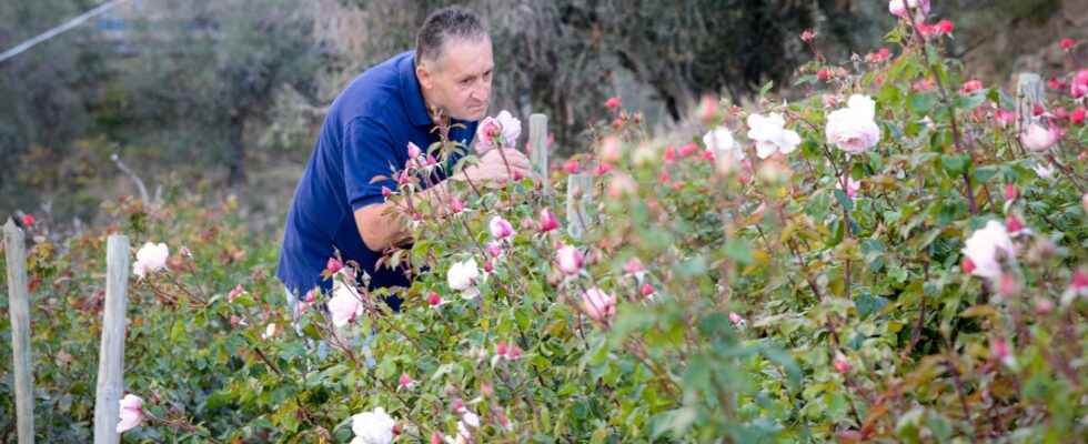 The Nobel Rose – an Italian experiment