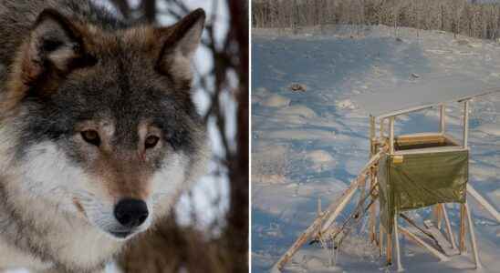 The wolf hunt 2023 – so many may be shot