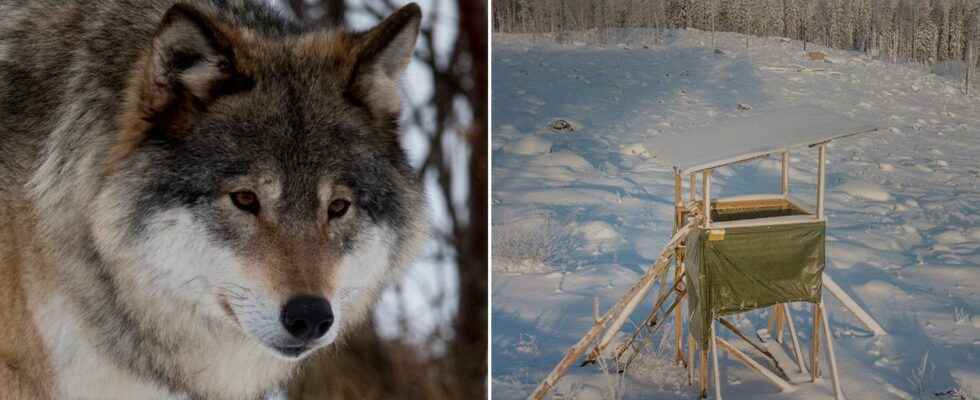 The wolf hunt 2023 – so many may be shot