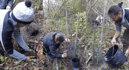 To the rescue of the wild vine in danger in