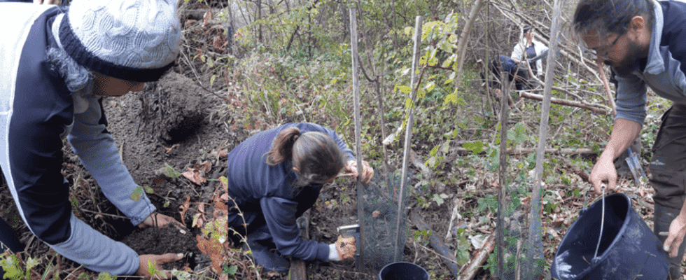 To the rescue of the wild vine in danger in