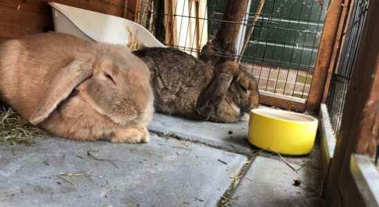 Utrecht University shares knowledge about rabbits on theme evening Most