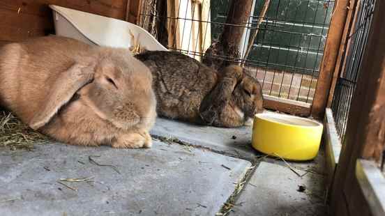 Utrecht University shares knowledge about rabbits on theme evening Most