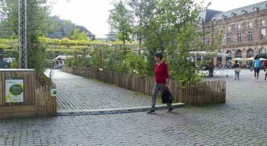 Vegetation watering… How French cities adapt to heat waves