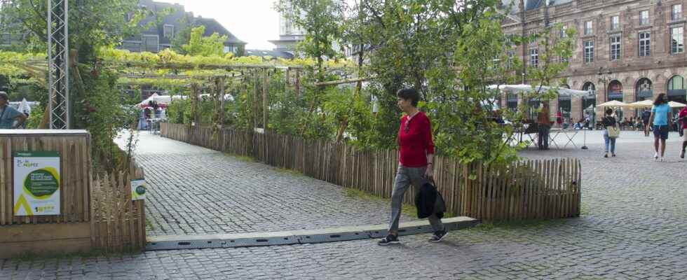 Vegetation watering… How French cities adapt to heat waves