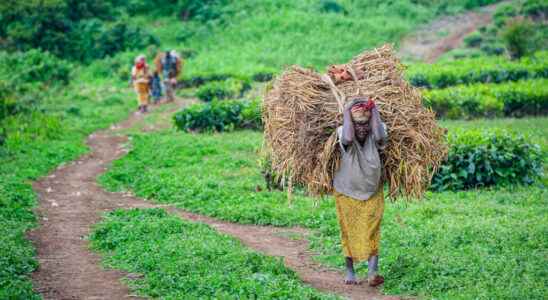 the law establishing positive discrimination in favor of the Pygmies