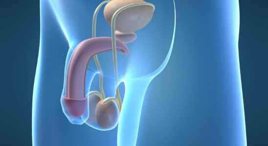 Anatomy of the penis definition composition diagram