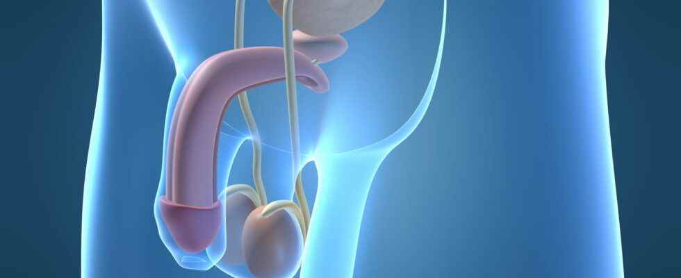 Anatomy of the penis definition composition diagram