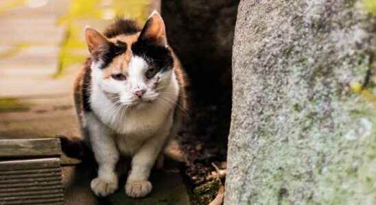 Avian flu a cat dies after being infected