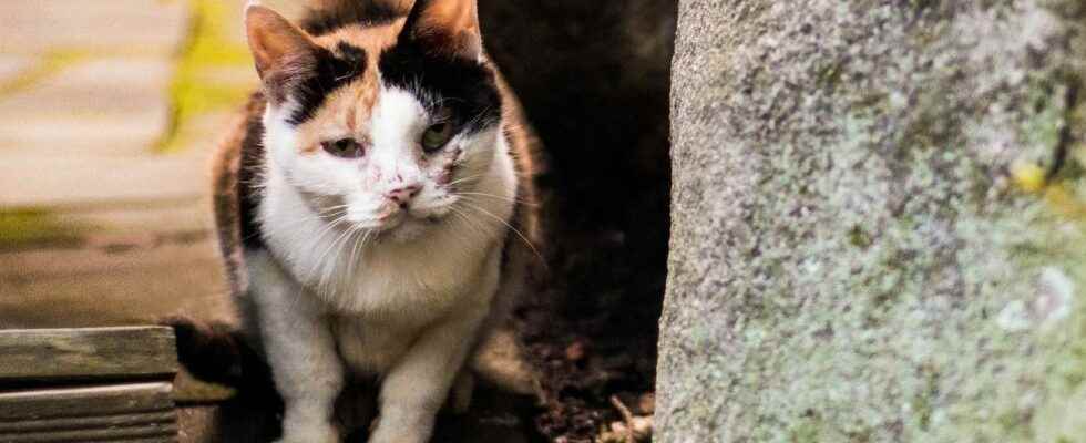 Avian flu a cat dies after being infected