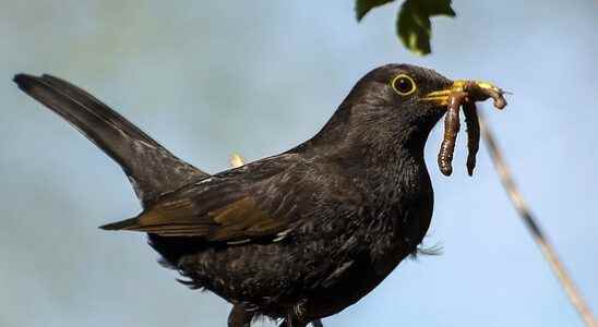 Bird species in villages and towns are declining Their habitat