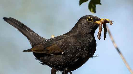 Bird species in villages and towns are declining Their habitat