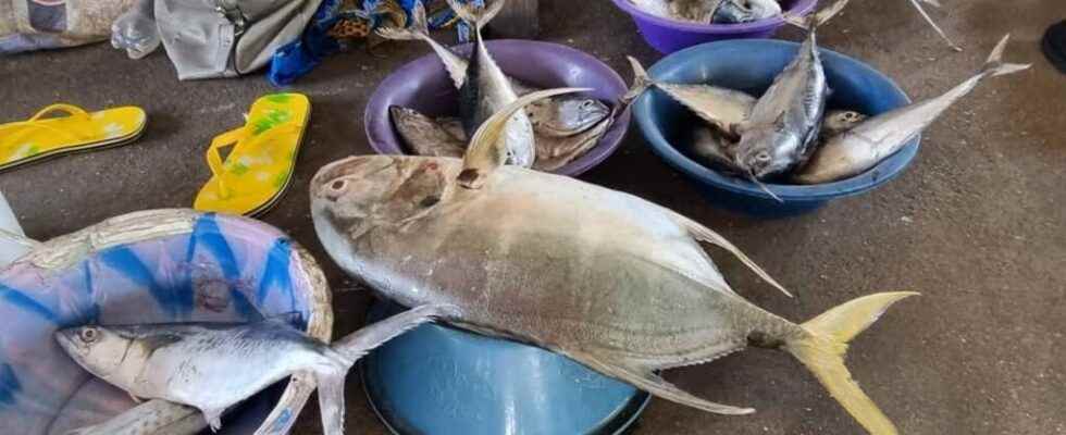 Cameroonian fish banned from entering Europe