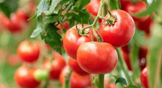 Charity salvages vegetables from area farm fields to help stock