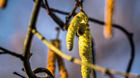 Due to the heat the hazel is already in bloom