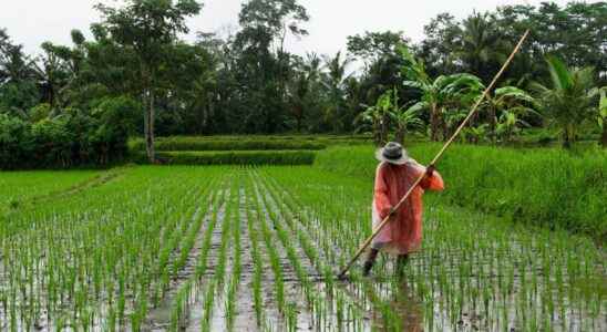 Genetically modified rice the answer to climate change