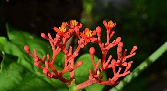 Ginseng a natural ally to put an end to dull