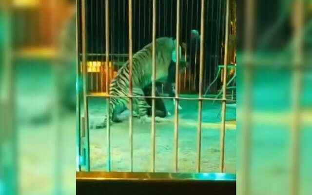 He was playing with the tigers very confidently He approached