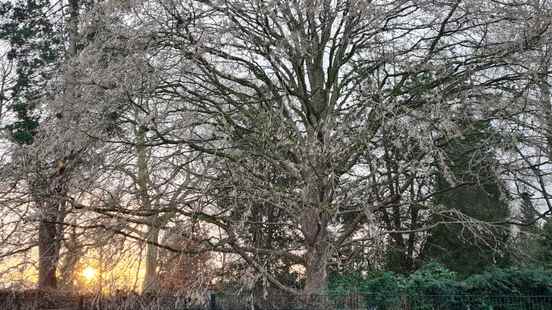 Illegal tree felling in Utrecht barely punished collecting evidence virtually