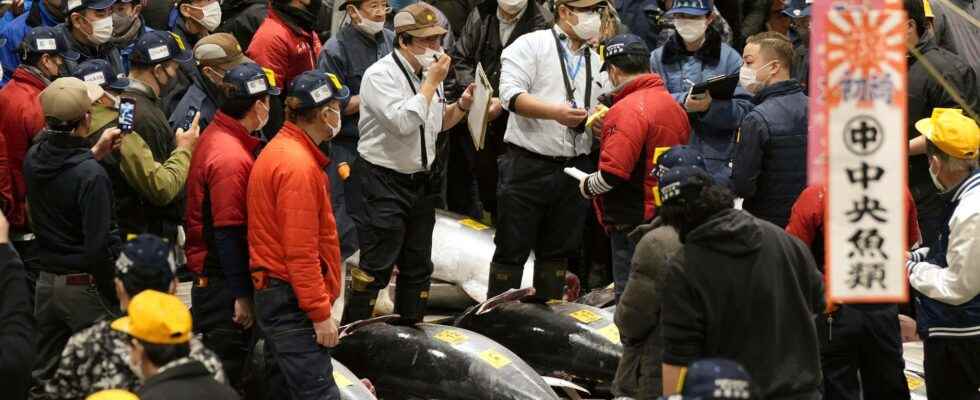 Million price for tuna at Tokyo auction