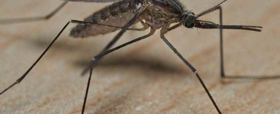 Mosquitoes super resistant to insecticides identified in Asia