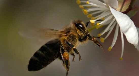 Neonicotinoids how Europe made France bend