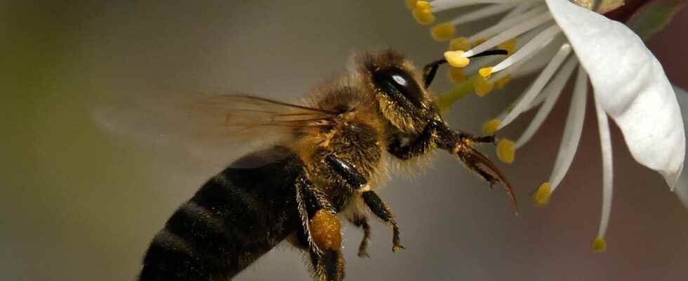 Neonicotinoids how Europe made France bend