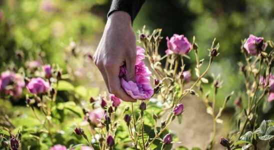 Patchouli vetiver How perfumers secure their raw materials