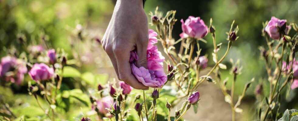 Patchouli vetiver How perfumers secure their raw materials