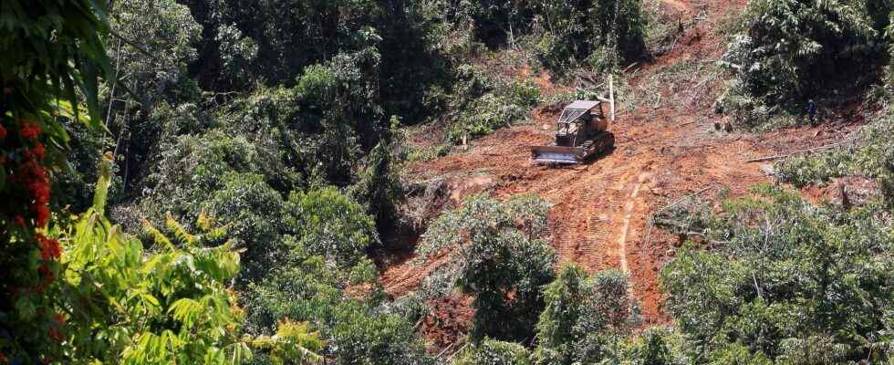 Scavenged rainforest – bigger problem than feared