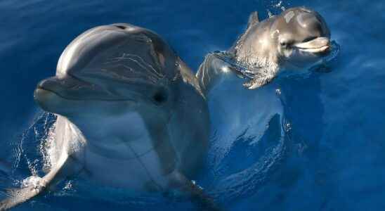 Swimming with dolphins justice cracks down on this very lucrative