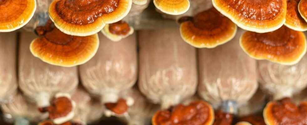 The mushroom a new anti aging ally in your beauty routine