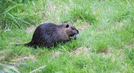 Water board fewer muskrats in the province