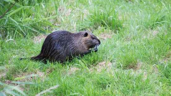 Water board fewer muskrats in the province