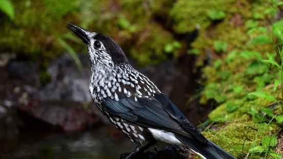 Will the house sparrow become the Bohemian Rhapsody of the