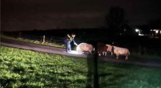 Woolly night owls on crooks path police herd sheep