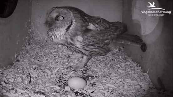 A barn owl mates a swift breeds bird webcams can