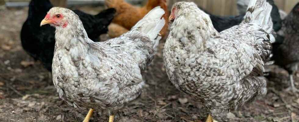 Backyard chickens to be investigated by Chatham Kent council