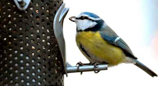 Blue tits smart – but slower than tall billed tits