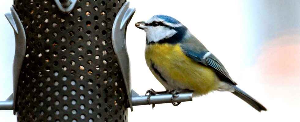 Blue tits smart – but slower than tall billed tits