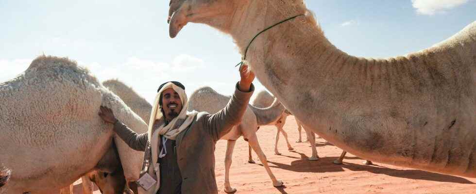 Camel whisperers train animals with ancient language