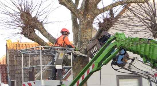 Characteristic plane tree felled in the center of Oudewater