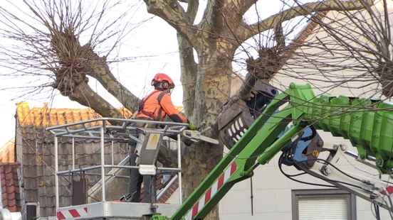 Characteristic plane tree felled in the center of Oudewater