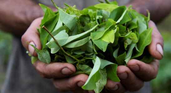 Colombia will ask the UN to remove the coca leaf