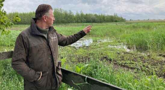 Concerns about De Zouweboezem nature reserve Swamp is drying up